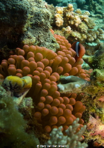 clown fish tops by Marc Van Den Broeck 